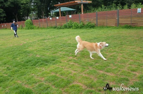 구리시 반려동물 놀이터, 이용자 지속 증가