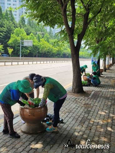 김포본동 행정복지센터는 지난 8일과 9일 김포터미널 부근과 김포본동 행정복지센터를 중심으로 여름꽃 5.000여 본을 식재했다.