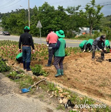 월곶면 남녀새마을지도자회 회원들이 개곡리 808-1번지 일대 등에 여름꽃 6종을 식재했다.