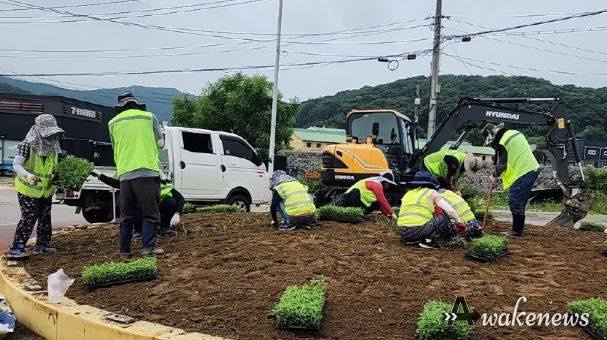 양주시, ‘꽃다운 양주길’만들기 위한 가을꽃 파종 완료