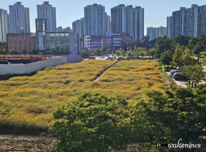 파주시 운정1동 솔가람꽃밭 코스모스 만개
