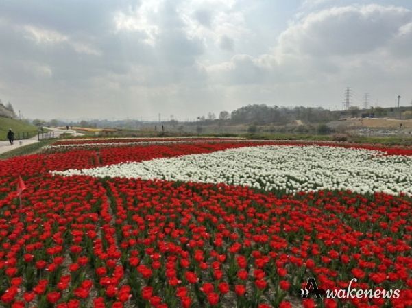 파주시 봄꽃 명소, 공릉천에 튤립 만개