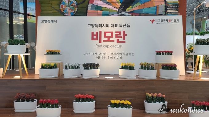화훼교류관에 전시 중인 고양시 특산품 비모란