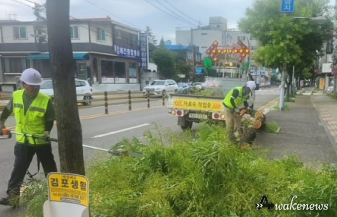 돌문로 상가 앞 전도된 회화나무 긴급복구 현장