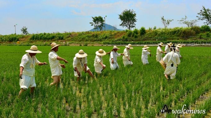 용인특례시 향토무형유산으로 지정된 '백암농요' 논매기 모습