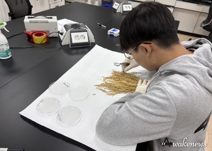 포천시, 벼 재배 안정성 확보를 위한 자가채종 벼 종자 발아율 검사 추진